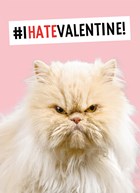this cat hates valentine